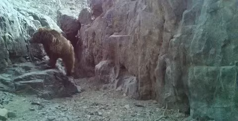  Gấu Gobi được liệt kê là Cực kỳ nguy cấp trong Sách đỏ Mông Cổ về các loài có nguy cơ tuyệt chủng, Hiệp hội Động vật học Luân Đôn và Nhóm chuyên gia về gấu của IUCN.