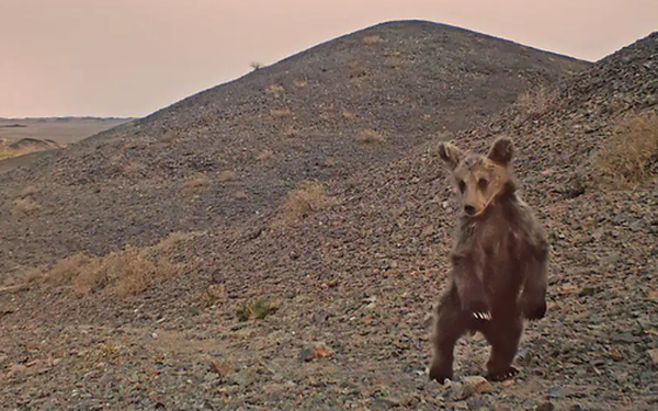 Nó được đưa vào Phụ lục I Các loài (bị đe dọa nghiêm trọng đến mức tuyệt chủng) theo Công ước về buôn bán quốc tế các loài có nguy cơ tuyệt chủng (CITES) mà Mông Cổ là một quốc gia ký kết.