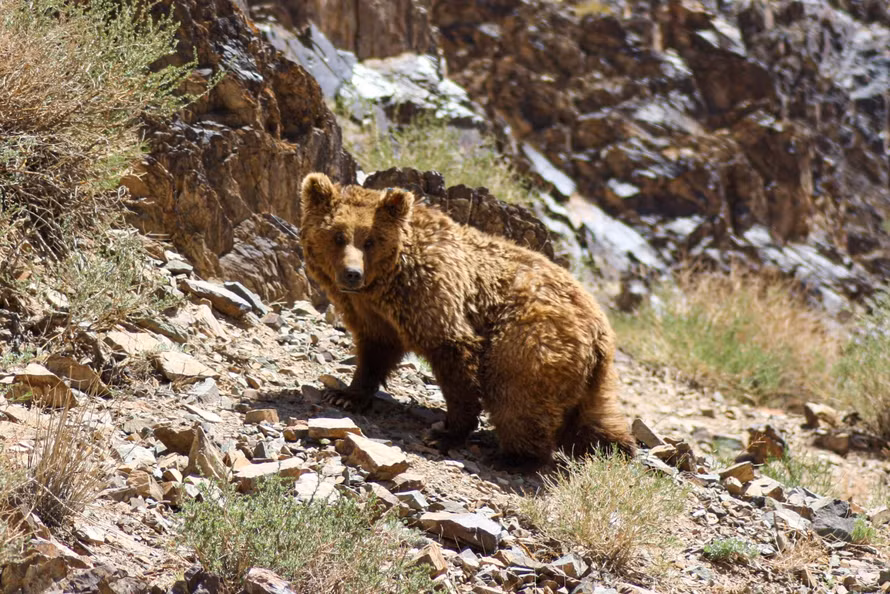 Chính phủ Mông Cổ và các tổ chức phi chính phủ đã tiến hành nhiều biện pháp nhằm bảo vệ loài gấu này. Hồi năm 2014, Chính phủ nước này đã triển khai chương trình quốc gia có tên Mazaalai nhằm bảo vệ gấu Gobi. Theo đó, mỗi năm, chính phủ lại cung cấp 20 tấn thực phẩm bổ sung cho các chú gấu Gobi tại 27 trạm tiếp thức ăn ở sa mạc Gobi.