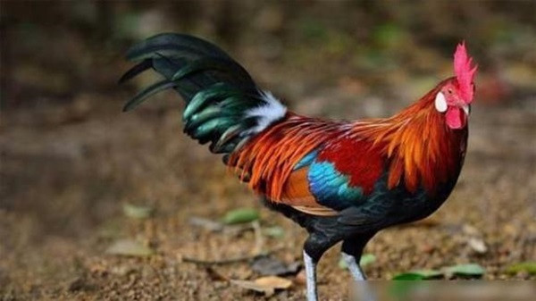 Dù vậy, năm Ất Tỵ 2025, dù là một con giáp vận đỏ hàng đầu trong chuyện tài lộc nhưng tuổi Dậu cũng cần đề phòng. Trong tử vi học, sự xuất hiện của sao Ngũ Quỷ cho thấy con giáp này có thể sẽ bị kẻ tiểu nhân ghen ghét, đố kỵ và gây ra những trở ngại nhất định, đặc biệt trong tháng 8 âm.