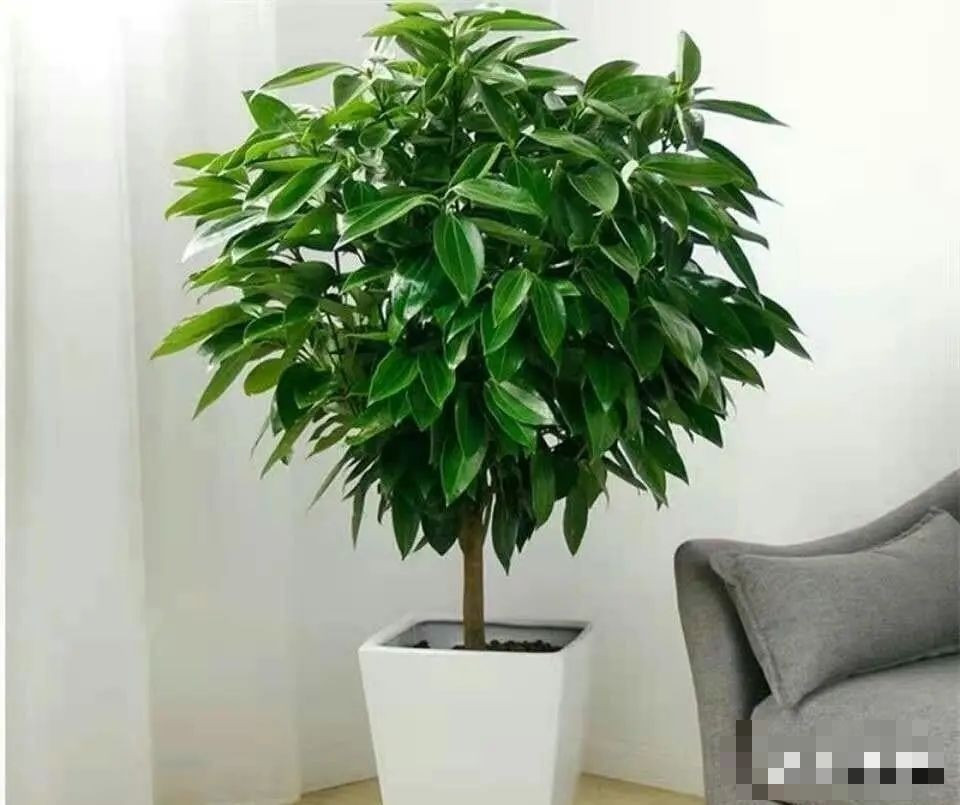  Cây cảnh: Bình an. Cây bình an hay còn gọi là cây hòa bình là loại cây cảnh trong nhà rất được ưa chuộng trong cuộc sống hằng ngày. Cây có thân cao, thẳng đứng, đường nét thanh thoát, thân cây chắc chắn, lá bóng, vừa mềm dẻo vừa khỏe. Hiệu ứng thị giác đẹp mắt, rất thích hợp để trang trí cho không gian gia đình hoặc văn phòng. 