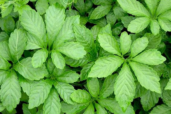 Loại rau xưa rẻ bèo là món ăn dành cho nhà nghèo, giờ thành đặc sản ảnh 1 Loại rau xưa rẻ bèo là món ăn dành cho nhà nghèo, giờ thành đặc sản ảnh 1