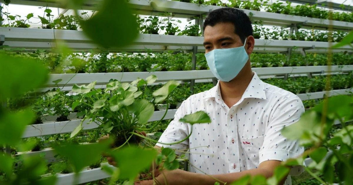 Loại rau xưa rẻ bèo là món ăn dành cho nhà nghèo, giờ thành đặc sản ảnh 3 Loại rau xưa rẻ bèo là món ăn dành cho nhà nghèo, giờ thành đặc sản ảnh 3