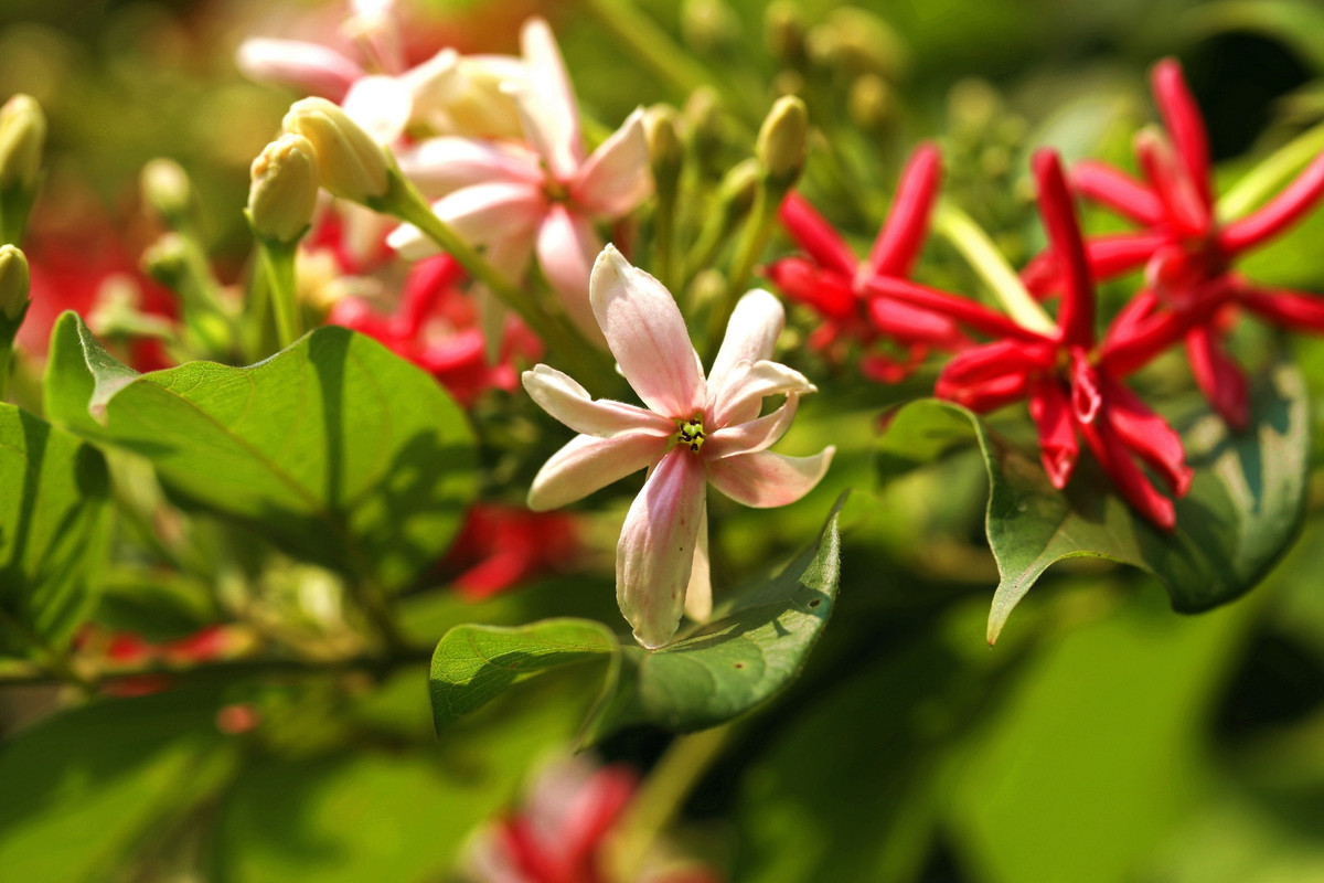 10 ngày cuối tháng 5, 3 con giáp đón lộc vào nhà, tài khoản tăng ầm ầm 10 ngay cuoi thang 5, 3 con giap don loc vao nha, tai khoan tang am am