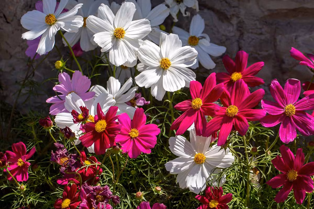 10 ngay cuoi thang 5, 3 con giap don loc vao nha, tai khoan tang am am-Hinh-3