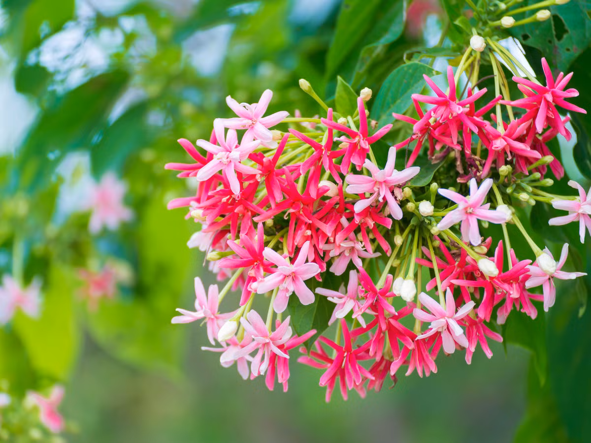 10 ngay cuoi thang 5, 3 con giap don loc vao nha, tai khoan tang am am-Hinh-2