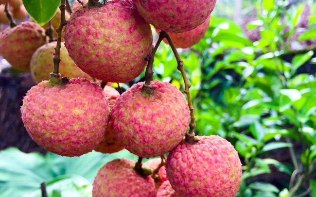 Ăn vải rất nóng nhưng kết hợp cùng thứ này sẽ giải nhiệt, mịn da - Hình 2 An vai rat nong nhung ket hop cung thu nay se giai nhiet, min da-Hinh-2