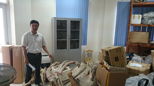 TS Vũ Văn Liên, Phó Giám đốc Bảo tàng Thiên nhiên Việt Nam kiểm tra kho bảo quản xương cá voi.