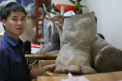 Một đôi chân voi đã được ngâm và tiêm phoóc môn 10%.