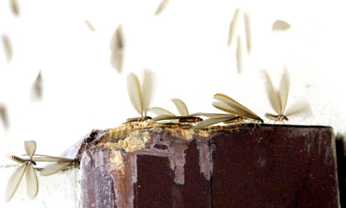 Thấy mối xuất hiện trong nhà thì lập tức phải tính ngay đến việc tìm tổ mối để xử lý.