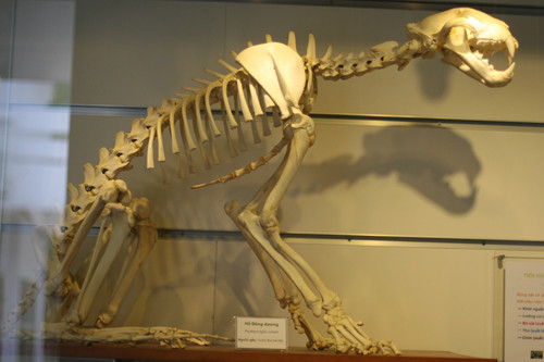 Một bộ xương hổ được trưng bày ở Bảo tàng Thiên nhiên Việt Nam.