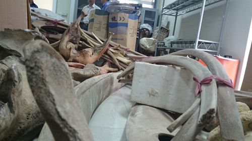 Đôi cá voi độc nhất vô nhị tại Bảo thàng Thiên nhiên Việt Nam.