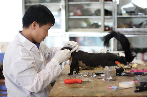 Anh Trần Thanh Tá hoàn thiện một tiêu bản sóc tại Bảo tàng Thiên nhiên.