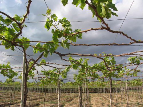 Nho là một loại cây trồng lâu năm, mỗi năm có thể thu hoạch 3 vụ: Vụ Đông xuân cắt tháng 12 - 1, Xuân hè cắt tháng 4 - 5 và Thu đông cắt tháng 9 - 10, vụ cuối cùng này cho năng suất thấp nhất vì tháng 9 - 10 - 11 - 12 là những tháng mưa nhiều nhất ở Ninh Thuận.