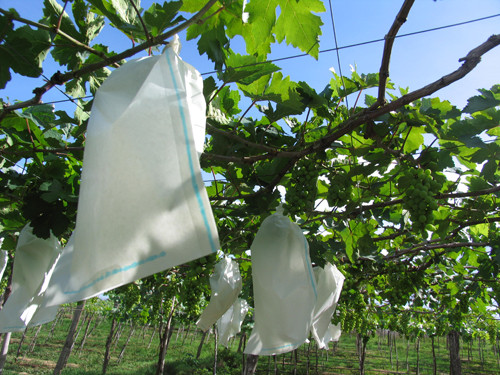Tại trang trại nho Ba Mọi nho được bảo vệ bằng các phương pháp tự nhiên như dùng bao để bọc những chùm nho tránh sự xâm hại của sâu bệnh.