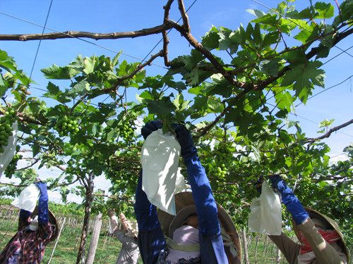 Việc hạn chế thuốc bảo vệ thực vật không chỉ bảo vệ chính sức khỏe cho mình, bảo vệ môi trường, có sản phẩm sạch mà còn giảm được 30% chi phí, năng suất lại cao hơn 10 - 30%, giá bán cũng cao hơn.