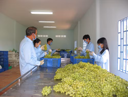 Sau đó được công nhân đem về phòng phân loại, bỏ hết những quả không đạt tiêu chuẩn.