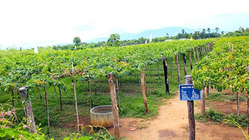 Để người tiêu dùng hiểu được cách trồng nho sạch và nhận biết được đặc điểm của nho xanh Ninh Thuận phóng viên báo Kiến Thức đã có cuộc trao đổi với ông Nguyễn Văn Mọi, một nhà vườn nổi tiếng có nhiều năm kinh nghiệm trồng và chăm sóc cây nho.