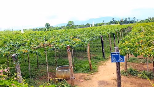 Để người tiêu dùng hiểu được cách trồng nho sạch và nhận biết được đặc điểm của nho xanh Ninh Thuận phóng viên báo Kiến Thức đã có cuộc trao đổi với ông Nguyễn Văn Mọi, một nhà vườn nổi tiếng có nhiều năm kinh nghiệm trồng và chăm sóc cây nho.