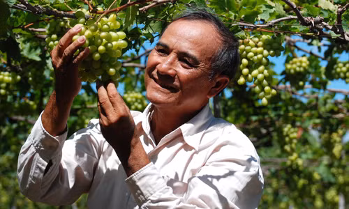 Nho Ba Mọi giờ đây đã trở thành một thương hiệu có tiếng xuất hiện tại nhiều hệ thống siêu thị trong nước. Ông Mọi cũng chia sẻ cách nhận biết nho xanh Ninh Thuận, có màu xanh ửng vàng, có hạt, vị hơi chua, vỏ chát.