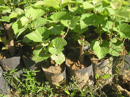 Trang trại nho Ba Mọi rộng hơn 1,5ha với 7 giống nho, trong đó 4 loại là nho tươi ăn quả, 3 loại được dùng để làm rượu. Nho của ông chủ yếu chỉ cung cấp cho hai thị trường lớn là Hà Nội và TP. Hồ Chí Minh. Trong ảnh là những bầu cây nho con chuẩn bị được đem đi trồng.