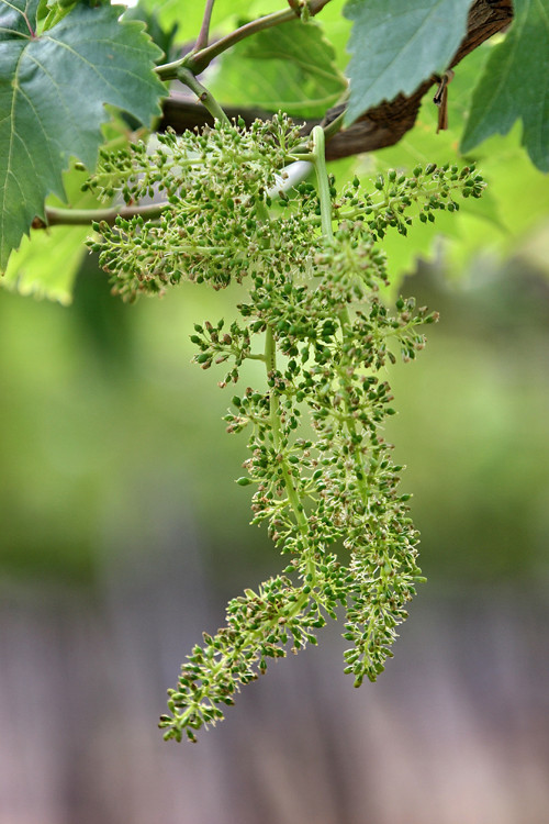 5 năm trở lại đây, bà con nông dân làm nho theo tiêu chuẩn VietGAP (sản xuất nông nghiệp tốt) và đã có đến 100 ha nho sạch tại Ninh Thuận.