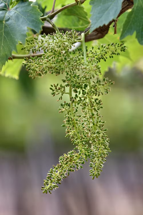 5 năm trở lại đây, bà con nông dân làm nho theo tiêu chuẩn VietGAP (sản xuất nông nghiệp tốt) và đã có đến 100 ha nho sạch tại Ninh Thuận.