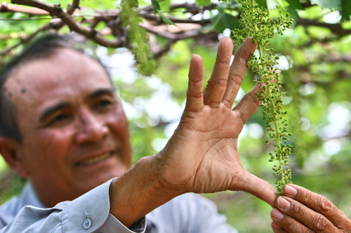 Nho sạch phải được áp dụng nghiêm ngặt 68 tiêu chí sản xuất, trong đó nguyên tắc “4 đúng” trong phun thuốc bảo vệ thực vật. Theo đó, người nông dân phải sử dụng thuốc rất hạn chế, phun cách ly đúng thời gian và dùng nhiều thuốc sinh học.