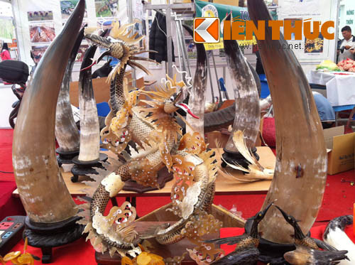 Sừng trâu có mức giá khoảng 1,5 triệu đồng/cặp.