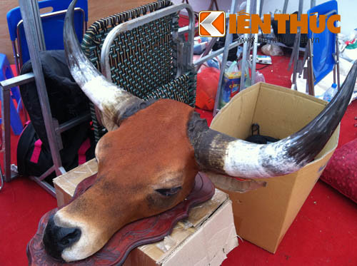 Đặc biệt, tại hội chợ lần này có sự xuất hiện của sản phẩm đầu trâu trang trí có mức giá khoảng gần 5 triệu đồng/cái.