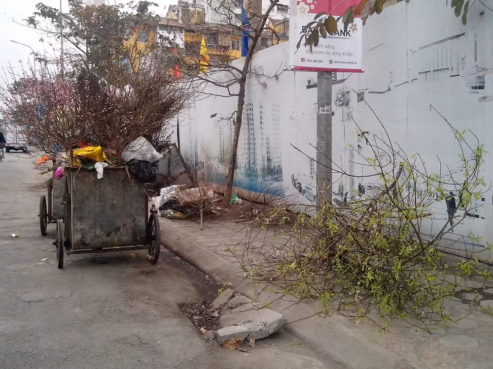 Đa số là các loại đào cành, đào rừng hoặc những cây đào nhỏ không thể nuôi, trồng cho tết năm sau.