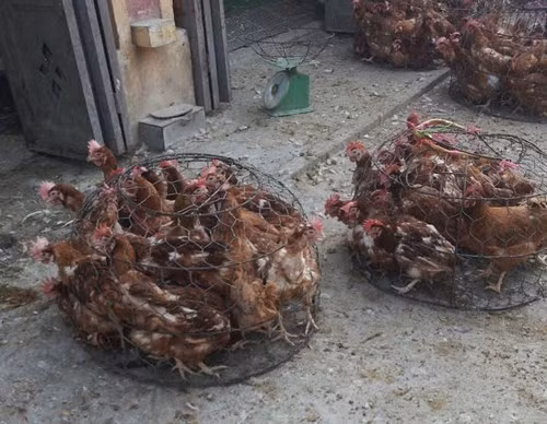 Việc ngăn chặn gia cầm nhập lậu là biện pháp hữu hiệu chống cúm A(H7N9) xâm nhập vào Việt Nam. Ảnh: Lê Phương