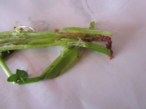 Hình ảnh rau cải xoong nhiễm giun, sán khiến nhiều người lo lắng.