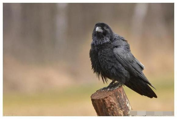 Điều này cũng có liên quan đến thói quen kiếm ăn của nó, bởi vì quạ thích ăn xác động vật thối rữa, điều này cũng khiến nó có khứu giác nồng nặc, có thể ngửi thấy mùi xác động vật nhàn nhạt ở rất xa, điều này cũng khiến nó ngửi thấy mùi xác động vật, mùi của người chết.