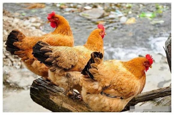 Khi khoa học chưa phát triển, người ta cho rằng tiếng gà gáy là hiện tượng âm dương đảo lộn, báo trước những tai ương trong gia đình và thu hút những điều xấu. Thực ra gà mái gáy là do nội tiết tố nam tiết ra quá nhiều, trường hợp này thì số phận của con gà mái chỉ có thể làm cao lương mỹ vị mà thôi.