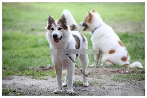 Bởi vì loài chó có thính giác và khứu giác rất nhạy bén, nếu chó sủa mà không rõ nghĩa là sắp có nguy hiểm, rất có thể có kẻ trộm hoặc một số con vật khác đã vào nhà, chẳng hạn như chồn ăn trộm gà, mèo rừng để ăn cắp thức ăn.