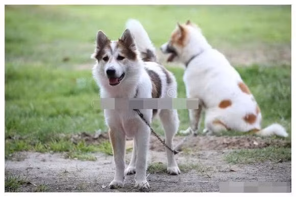 Bởi vì loài chó có thính giác và khứu giác rất nhạy bén, nếu chó sủa mà không rõ nghĩa là sắp có nguy hiểm, rất có thể có kẻ trộm hoặc một số con vật khác đã vào nhà, chẳng hạn như chồn ăn trộm gà, mèo rừng để ăn cắp thức ăn.