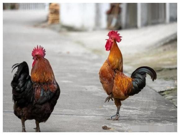 Còn có một tình huống nghiêm trọng hơn, đó là khi gà bị bệnh, nội tiết trong cơ thể sẽ rối loạn, thời xưa điều kiện y tế không tốt, gà sẽ mắc rất nhiều bệnh ảnh hưởng đến con người.