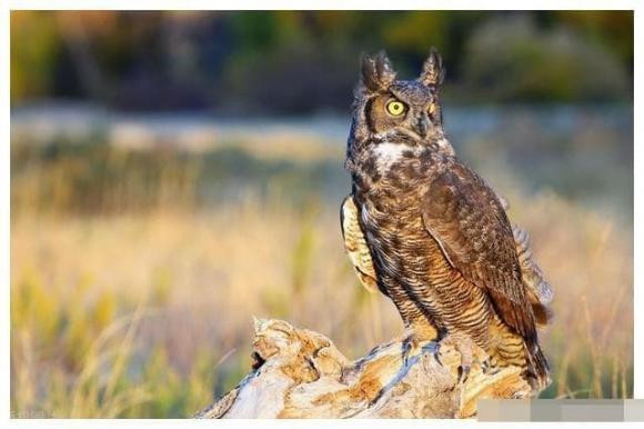 Tại sao bạn nói theo cách này? Thực ra nguyên nhân rất đơn giản, bởi vì loài cú có khứu giác cực nhạy, chúng ngửi thấy mùi của người mắc bệnh nan y thì sẽ phát ra tiếng "cười". Chỉ cần nghe thấy tiếng cười như vậy nghĩa là gần đây có ai đó đã chết trong khu phố.