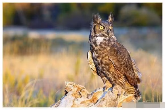 Tại sao bạn nói theo cách này? Thực ra nguyên nhân rất đơn giản, bởi vì loài cú có khứu giác cực nhạy, chúng ngửi thấy mùi của người mắc bệnh nan y thì sẽ phát ra tiếng "cười". Chỉ cần nghe thấy tiếng cười như vậy nghĩa là gần đây có ai đó đã chết trong khu phố.