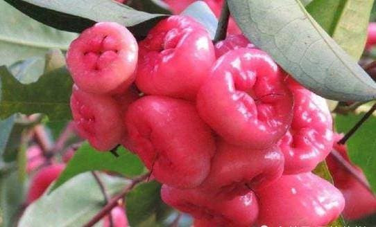 1. Bảo vệ dạ dày và ruột. Nhiều người giải trí quá độ do ăn uống thất thường dẫn đến các bệnh nghiêm trọng về dạ dày, đường ruột. Do đó, nuôi dưỡng dạ dày là chìa khóa để giữ sức khỏe tốt. Roi là một loại trái cây có tính kiềm nhẹ, nếu ăn thường xuyên có thể hiệu quả điều chỉnh độ pH của dạ dày, bảo vệ dạ dày.