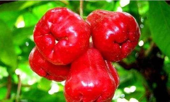 3. An tâm, dưỡng thần. Roi rất giàu magie và canxi. Dưới sự tác động chung của cả hai, nó có thể làm thư giãn cơ bắp và thần kinh một cách hiệu quả, giúp cơ thể và tinh thần thư thái, tránh căng thẳng và cáu kỉnh, giúp xoa dịu tinh thần và khiến con người nhanh chóng đi vào giấc ngủ.