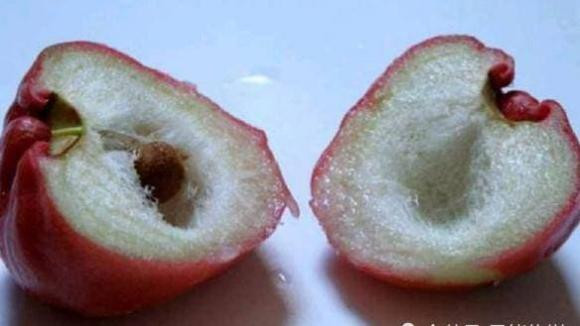 4. Làm đẹp và chống lão hóa. Roi rất bổ dưỡng, giúp bổ sung các chất dinh dưỡng cần thiết cho cơ thể. Quả sáp không chỉ có tác dụng trong chế độ ăn kiêng mà còn có thể dùng để chườm và làm đẹp da, bôi ngoài da giúp da dẻ mịn màng hơn, có tác dụng làm đẹp và chống lão hóa.