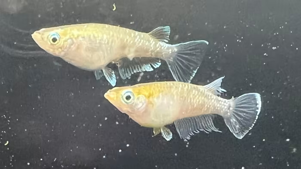 Vi sao nguoi Nhat do xo nuoi ca gao?