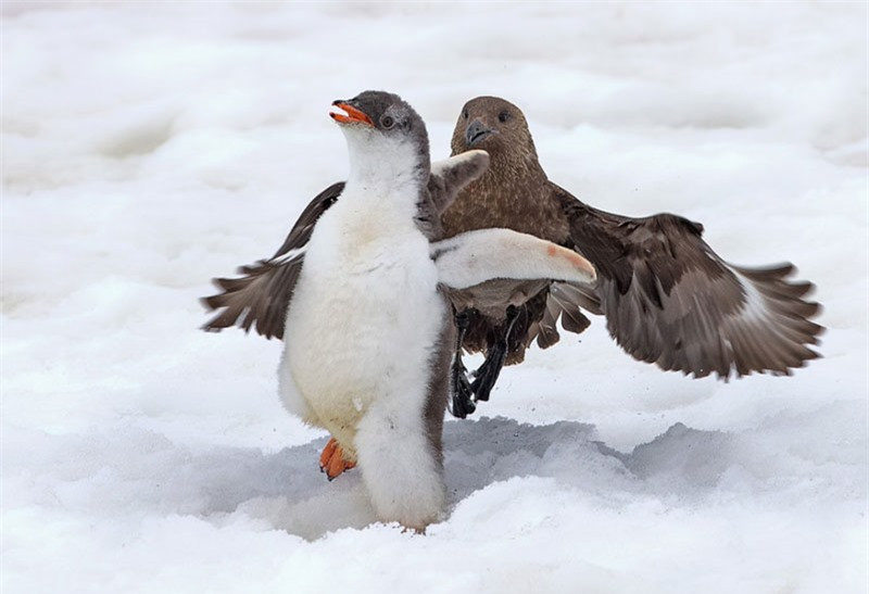 Chú chim cánh cụt non lúc ngày dũng khí đã mất đi vài phần và chỉ biết bỏ chạy.