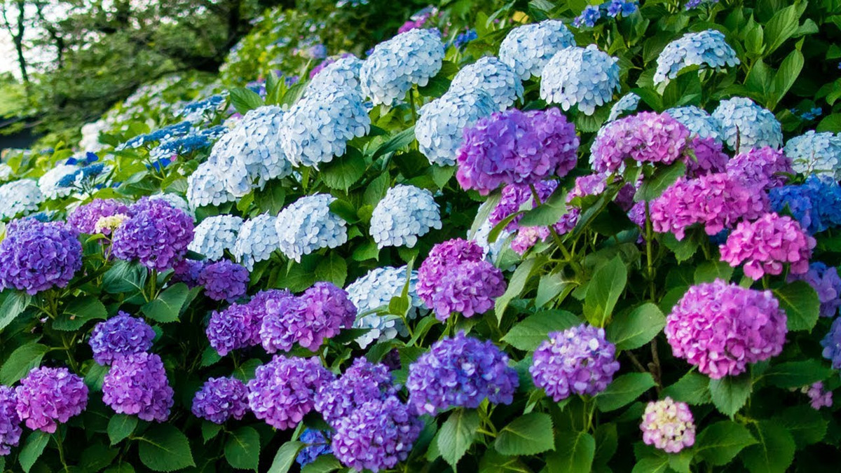 3 con giáp chậm mà chắc, cuối tháng 5 có quý nhân phù trợ - Hình 3 3 con giap cham ma chac, cuoi thang 5 co quy nhan phu tro-Hinh-3