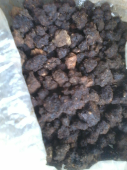 Cận cảnh huyết hầu khô vón cục.