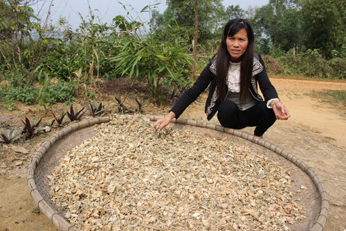 Cách chữa bệnh của Hằng là dùng cây cỏ.