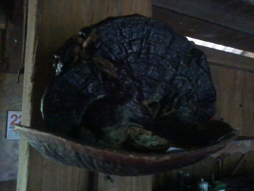 Bọc đựng huyết hầu khô của Bố Xỉ.