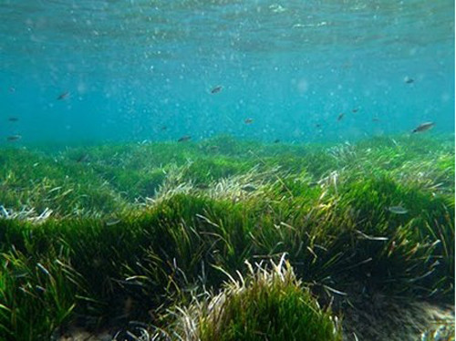 Kham pha it biet ve he sinh thai tham co bien